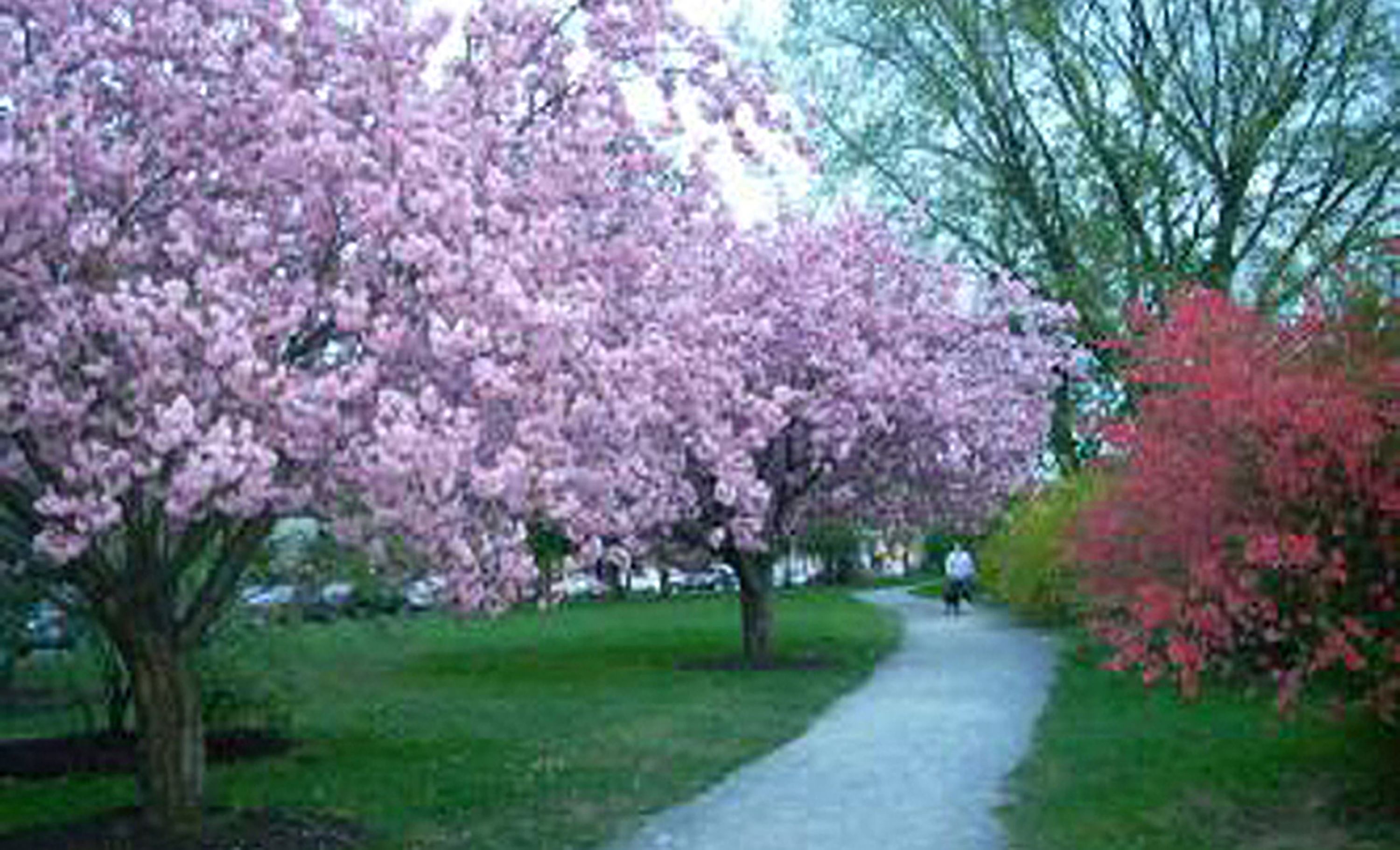 Un sentier bordé d’arbres en fleurs et d’un arbuste rouge.