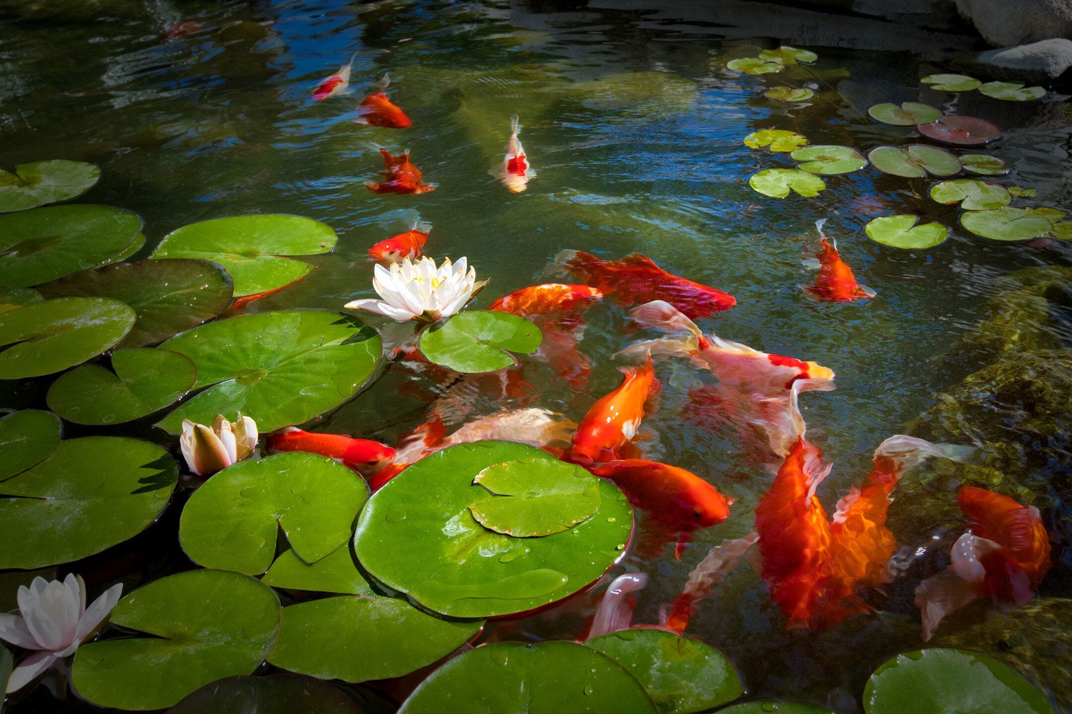 Foto - Dive Palm Springs