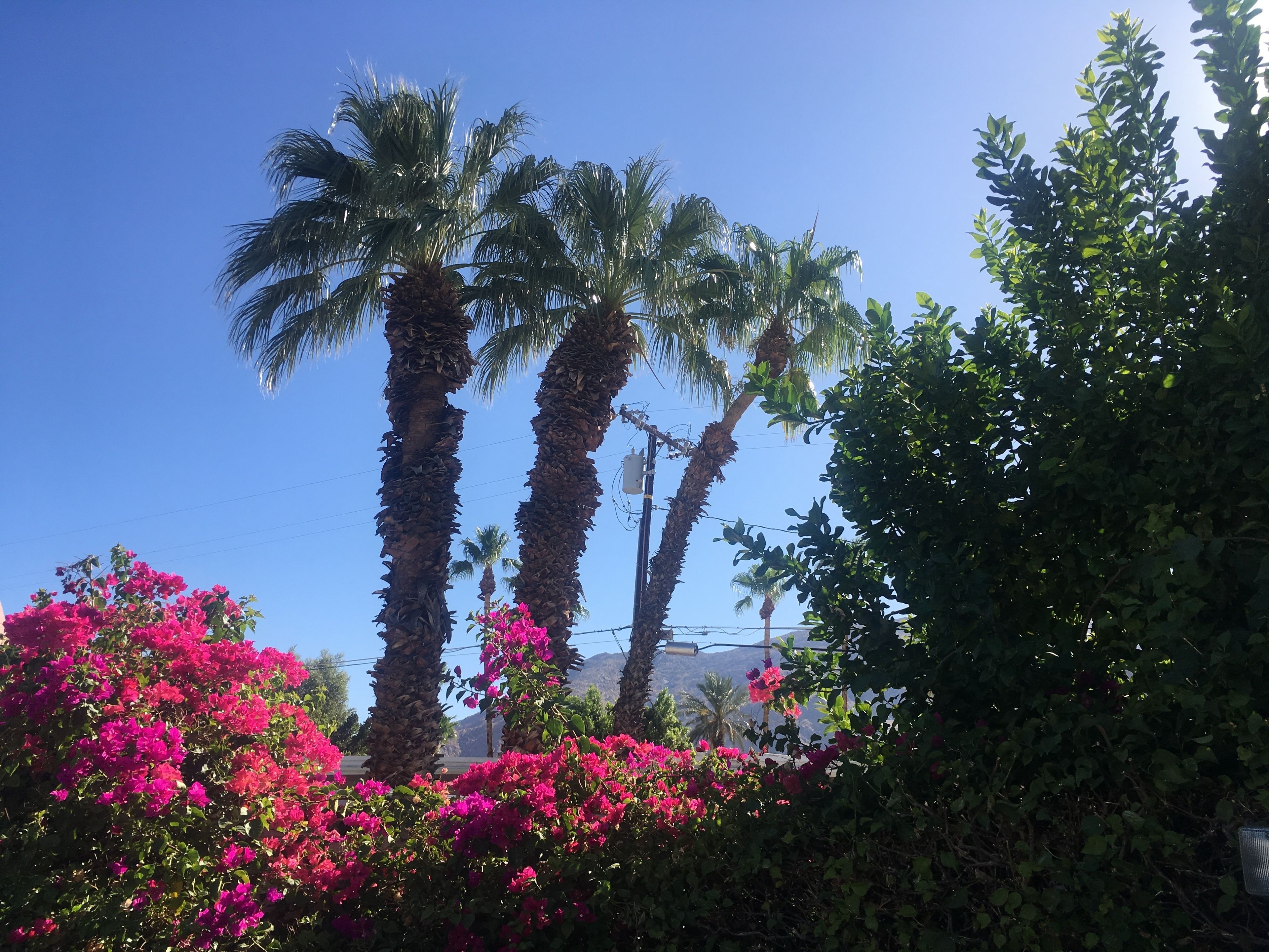 Foto - Inn at Palm Springs