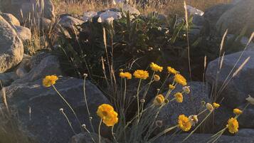 Paisatge rocos amb flors grogues i una vista llunyana de muntanyes.