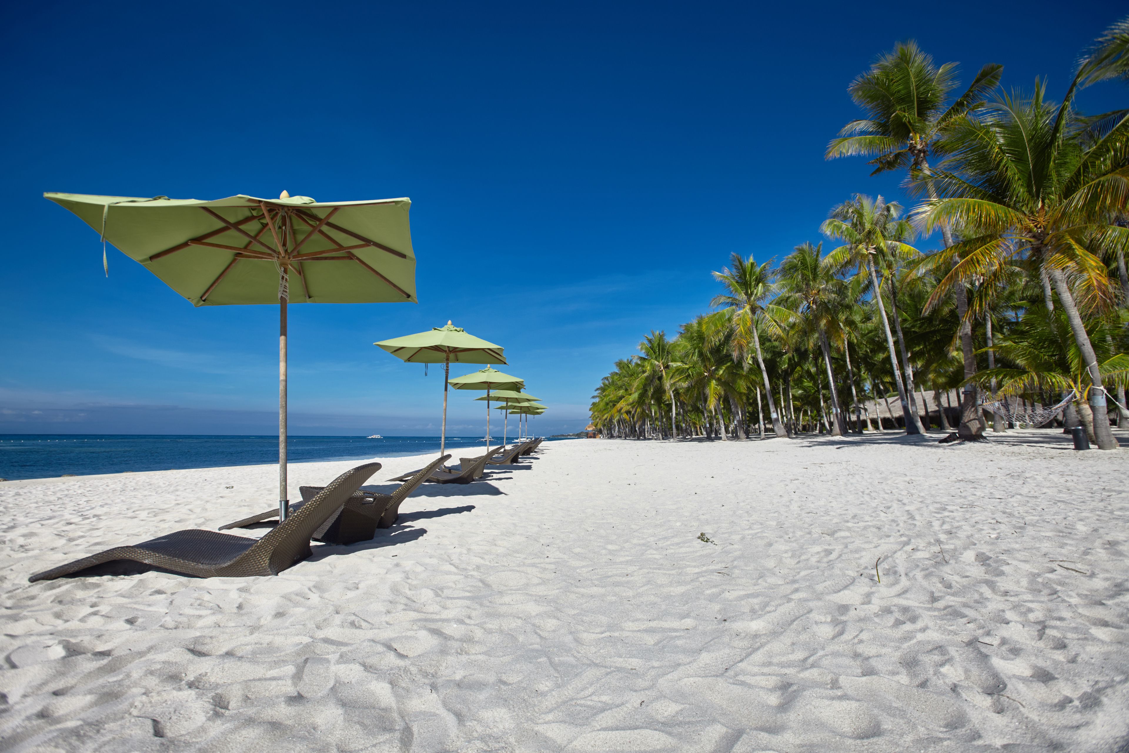 A beach with rows of lounge chairs and umbrellas, palm trees, and the ocean in the background.