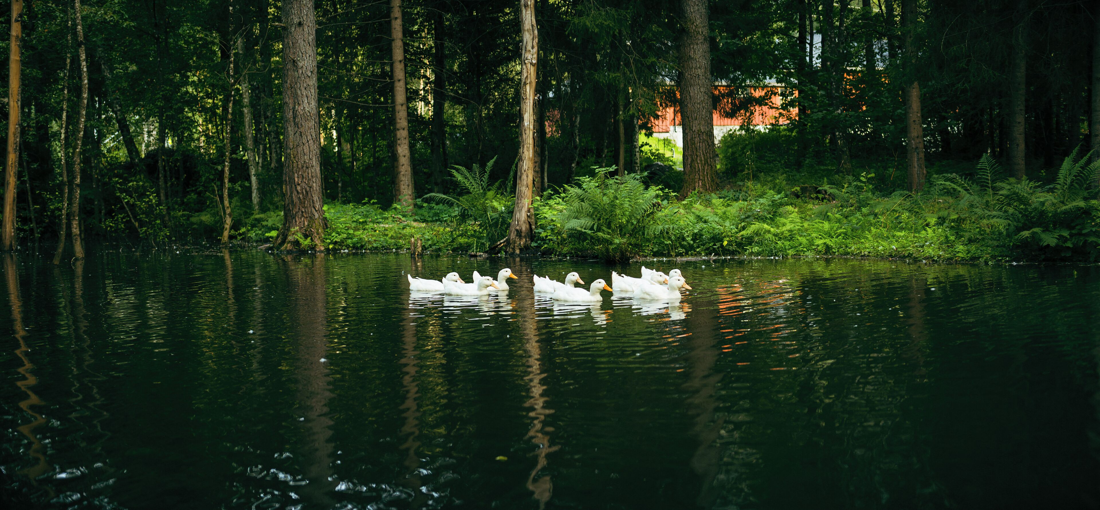 A serene lake surrounded by dense forest with swans swimming.