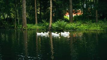 A serene lake surrounded by dense forest with swans swimming.