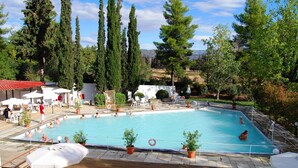 Una piscina rodeada de plantas en macetas y sillas reclinables blancas.