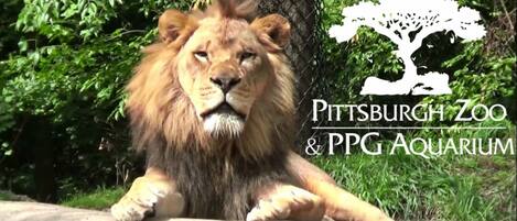 A lion at Pittsburgh Zoo & PPG Aquarium.