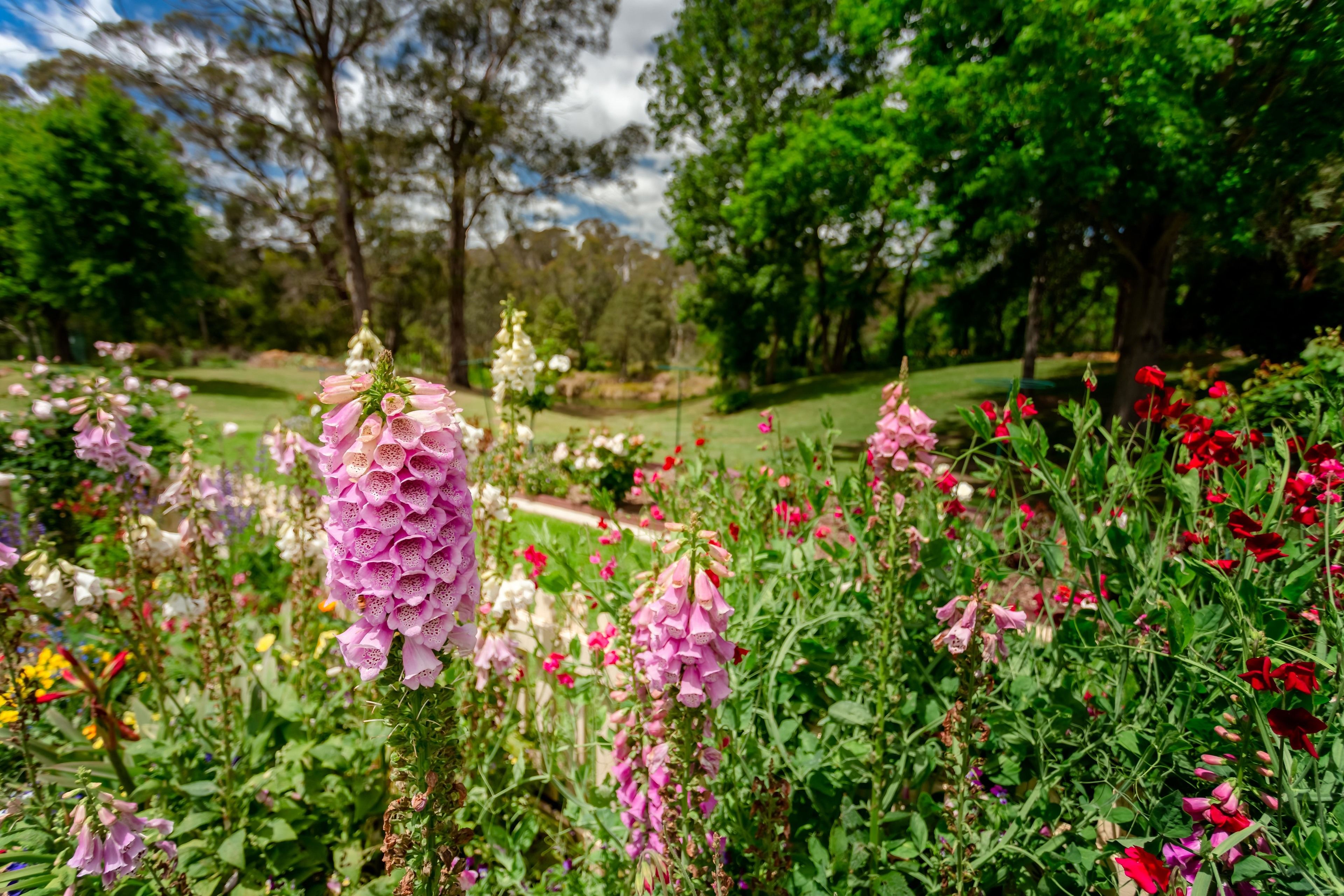 A garden with various flowers and trees.