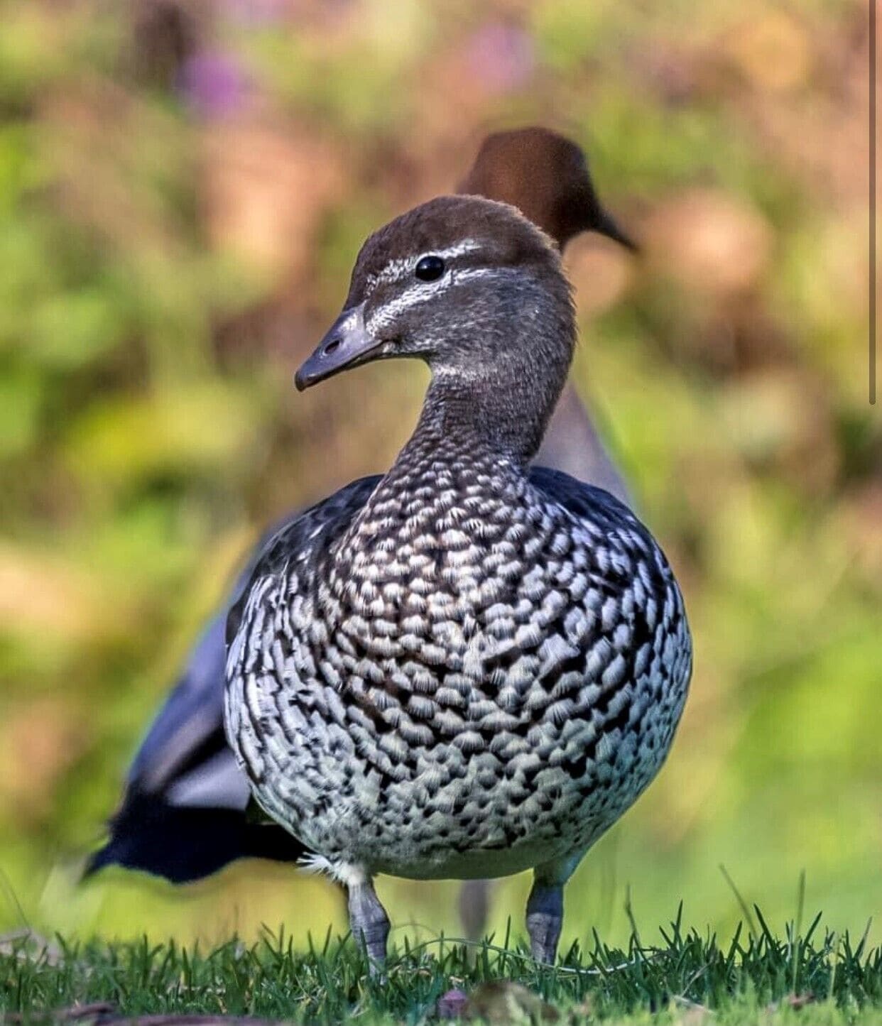 Un oiseau à la poitrine tachetée et à la tête brune, perché sur l’herbe.