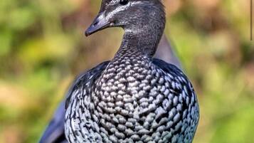 Un oiseau à la poitrine tachetée et à la tête brune, perché sur l’herbe.