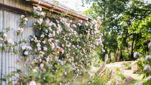 A garden with a wall covered in climbing roses, a wooden fence, and various other plants. - Berrima Bakehouse Motel (Berrima)