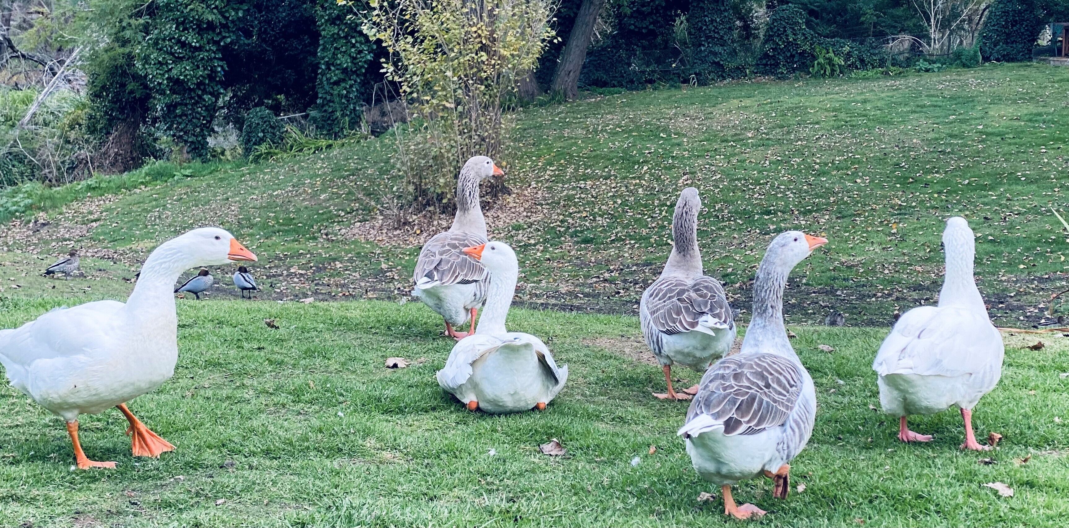 Un grupo de gansos en un campo cubierto de césped, con árboles al fondo.