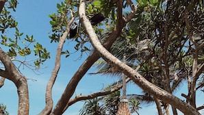 A beach with a hanging hammock chair and a view of the ocean. - The Fortress Resort & Spa Galle (Koggala)