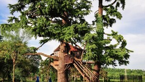 A treehouse with a wooden staircase and a small deck, surrounded by a grassy area and trees. - Belvivere Suites (Sona)