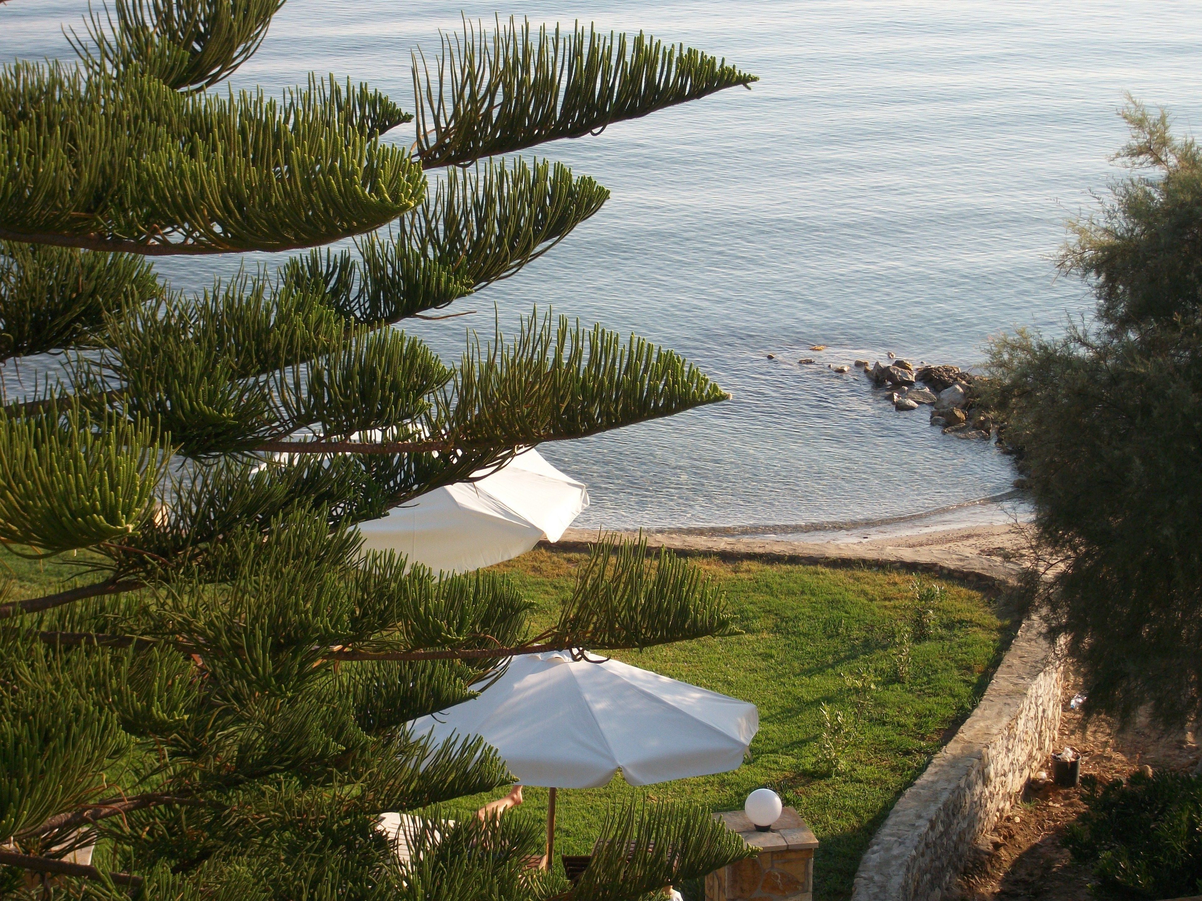 A coastal view with pine trees, a stone wall, and a grassy area with umbrellas.