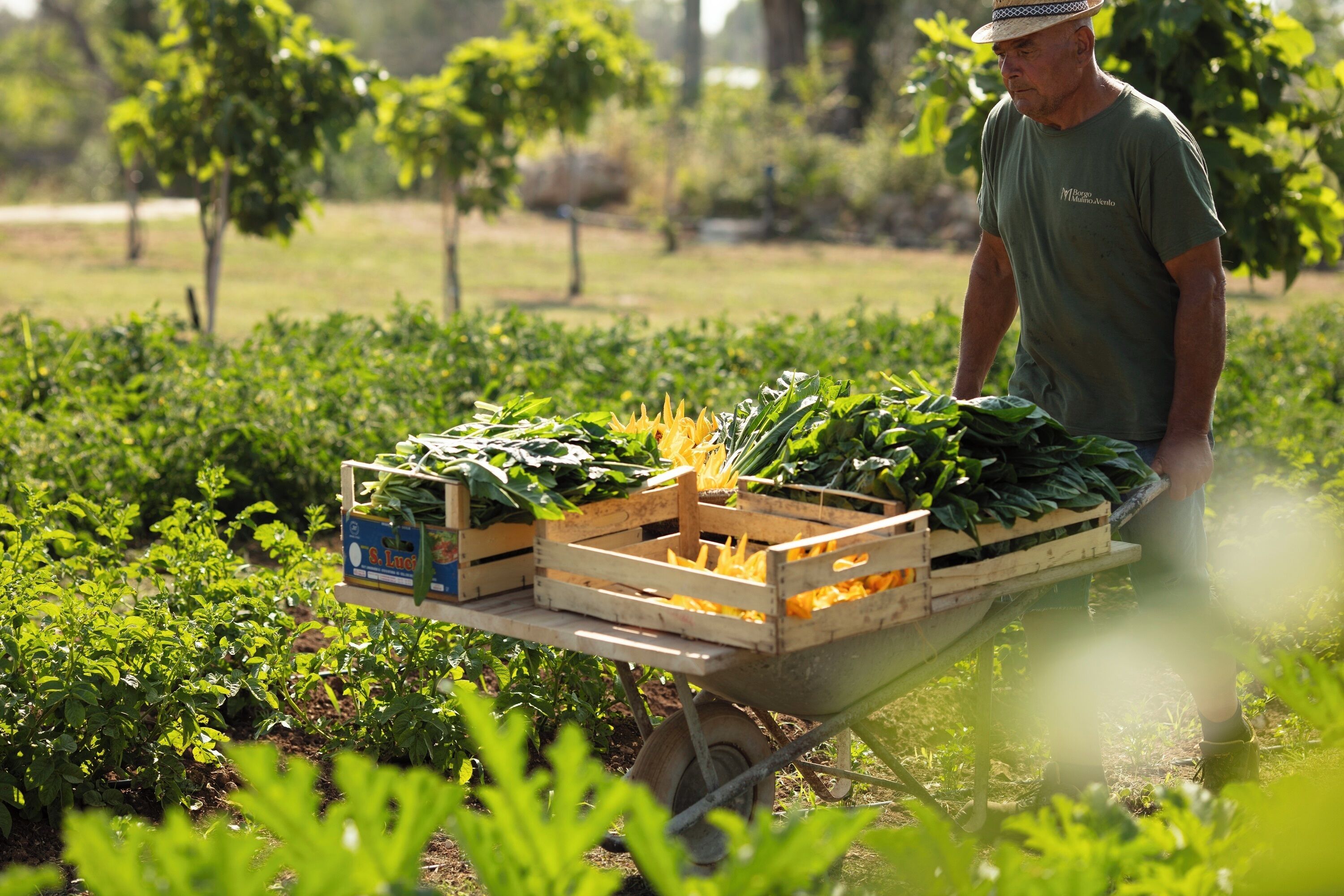 A person in a field with a wheelbarrow full of vegetables.