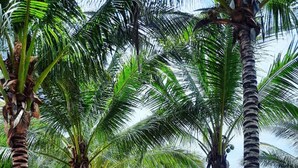 A covered outdoor seating area with a wooden table and chairs, surrounded by tall palm trees. - Saigon Emerald Resort (Mui Ne)