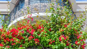 Un edificio con fachada curva, un balcón con barandilla de hierro forjado y una pérgola de madera con enredaderas florecientes.