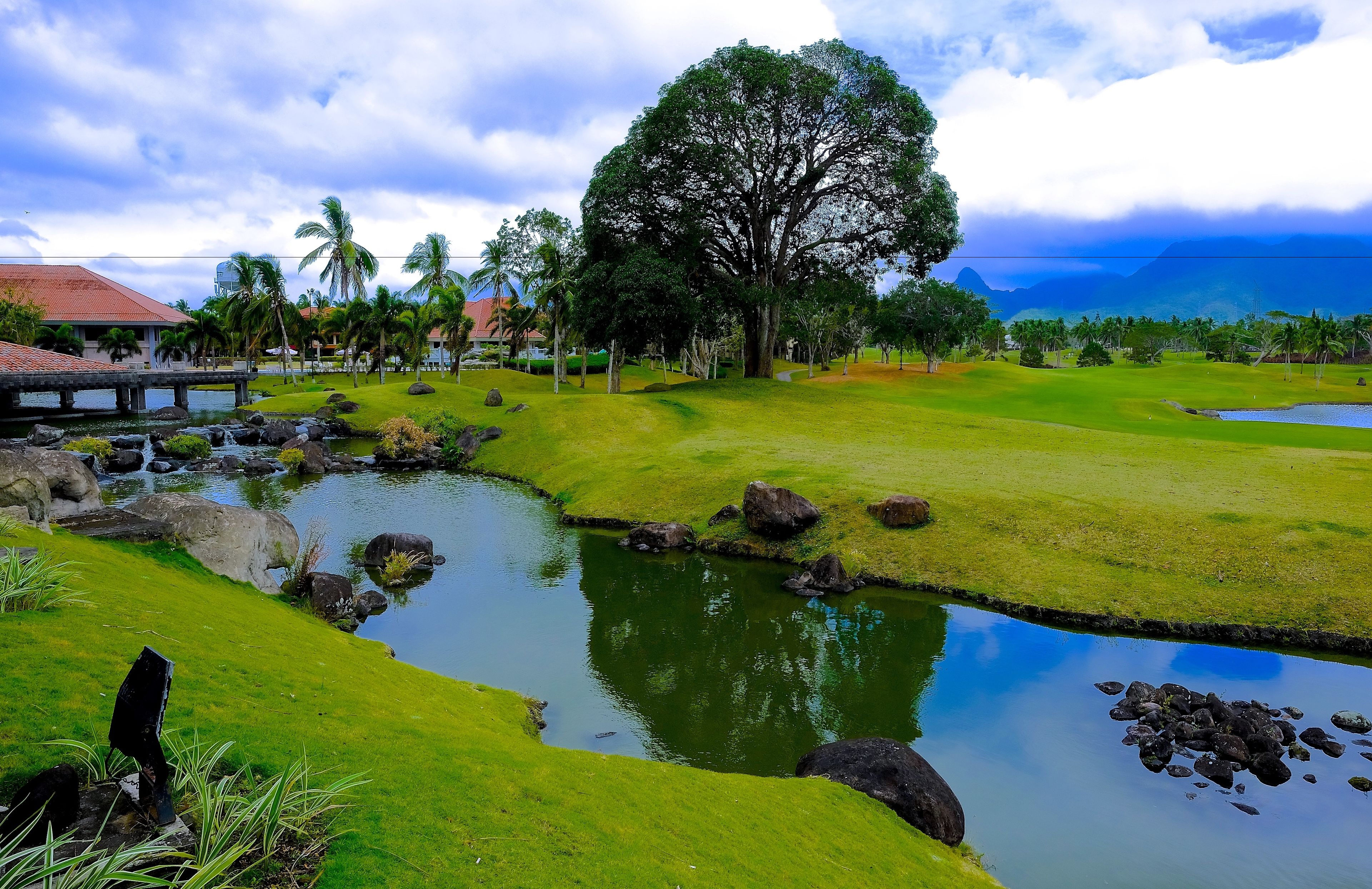 Un paisaje exuberante y verde con un estanque, palmeras y un árbol grande en el centro.