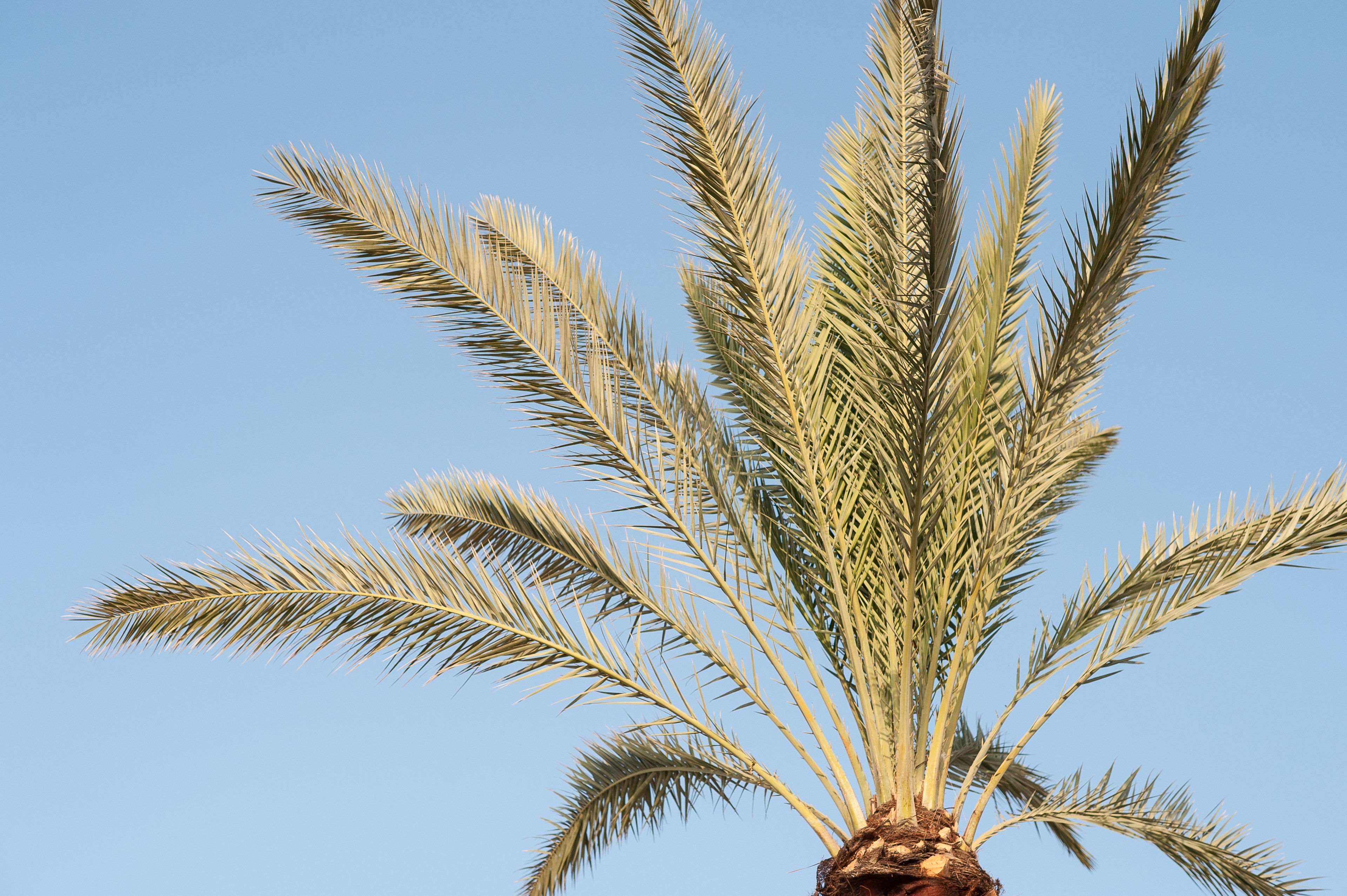 Eine Palme mit zahlreichen Wedeln vor blauem Himmel.