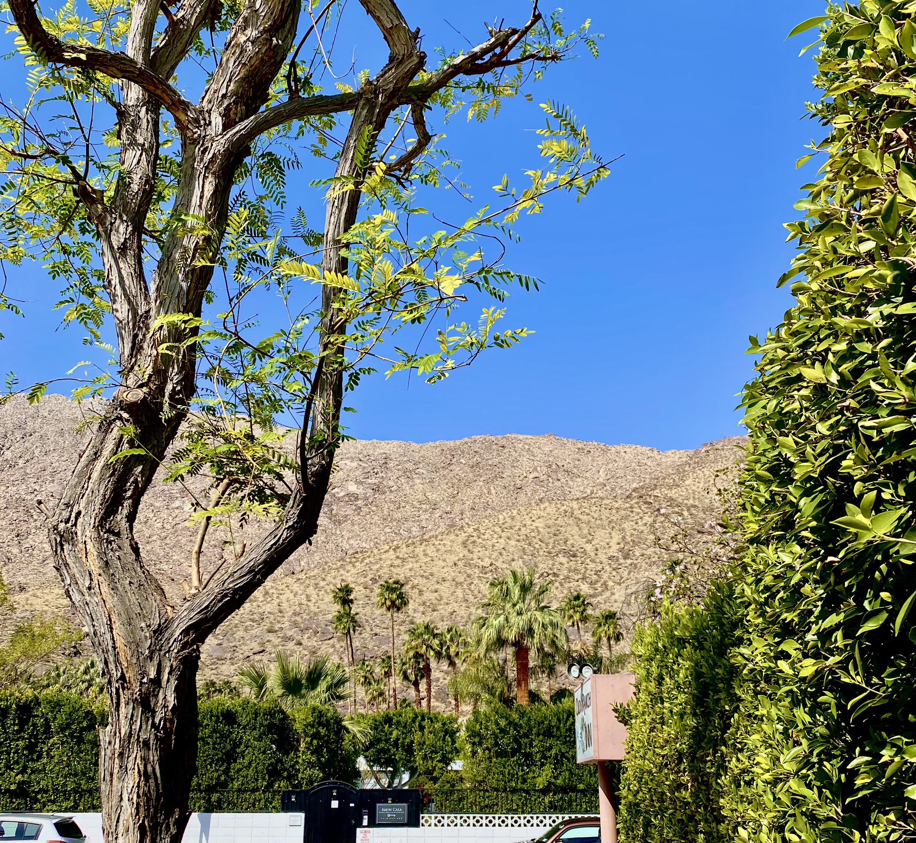 極品套房, 1 間臥室, 壁爐 | 客房景觀