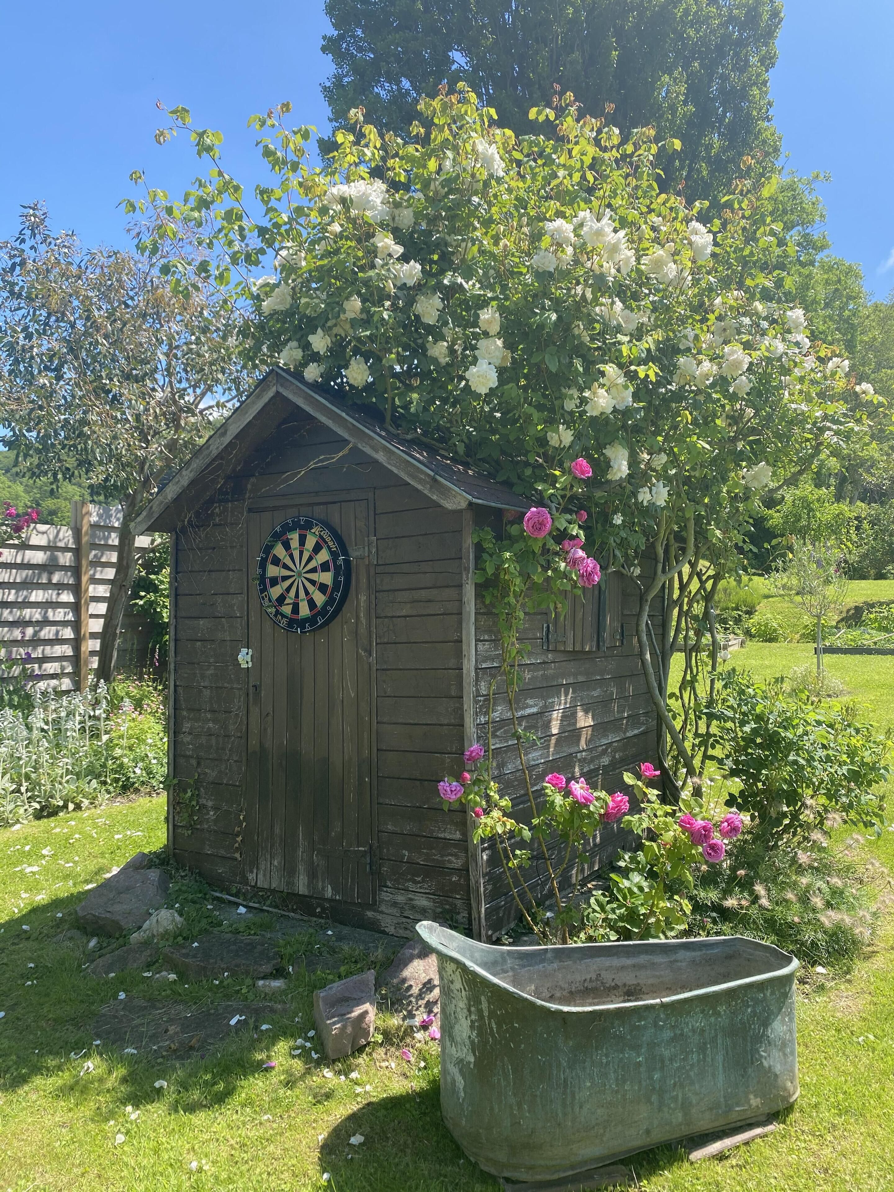 Un abri de jardin en bois, avec un jeu de fléchettes accroché à sa porte, entouré de fleurs en pleine floraison et d’un grand bac à fleurs.