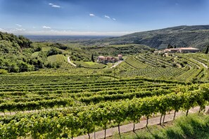 Un vignoble avec des rangées de vignes et un bâtiment en arrière-plan.