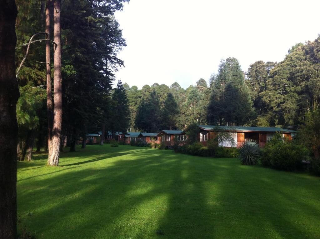 A row of cabins with a well-maintained lawn and tall trees in the background.