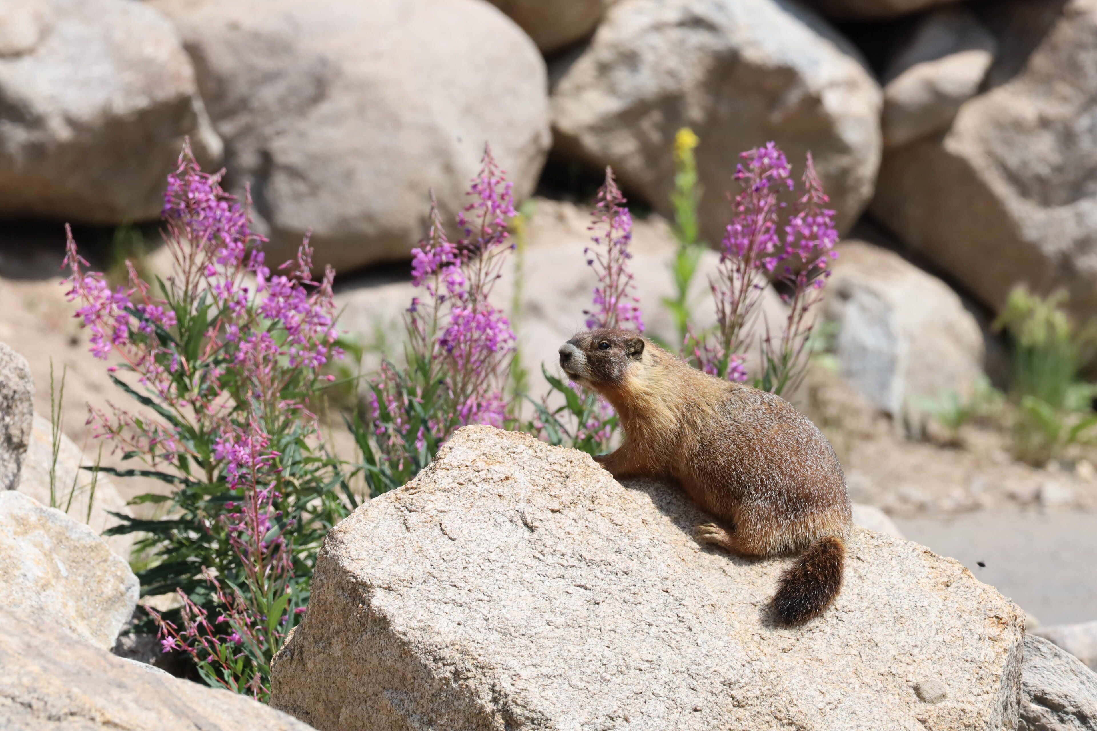 Una ardilla terrestre sobre una roca, rodeada de flores moradas.