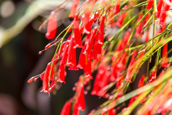 Primer plano de flores rojas con tallos verdes.