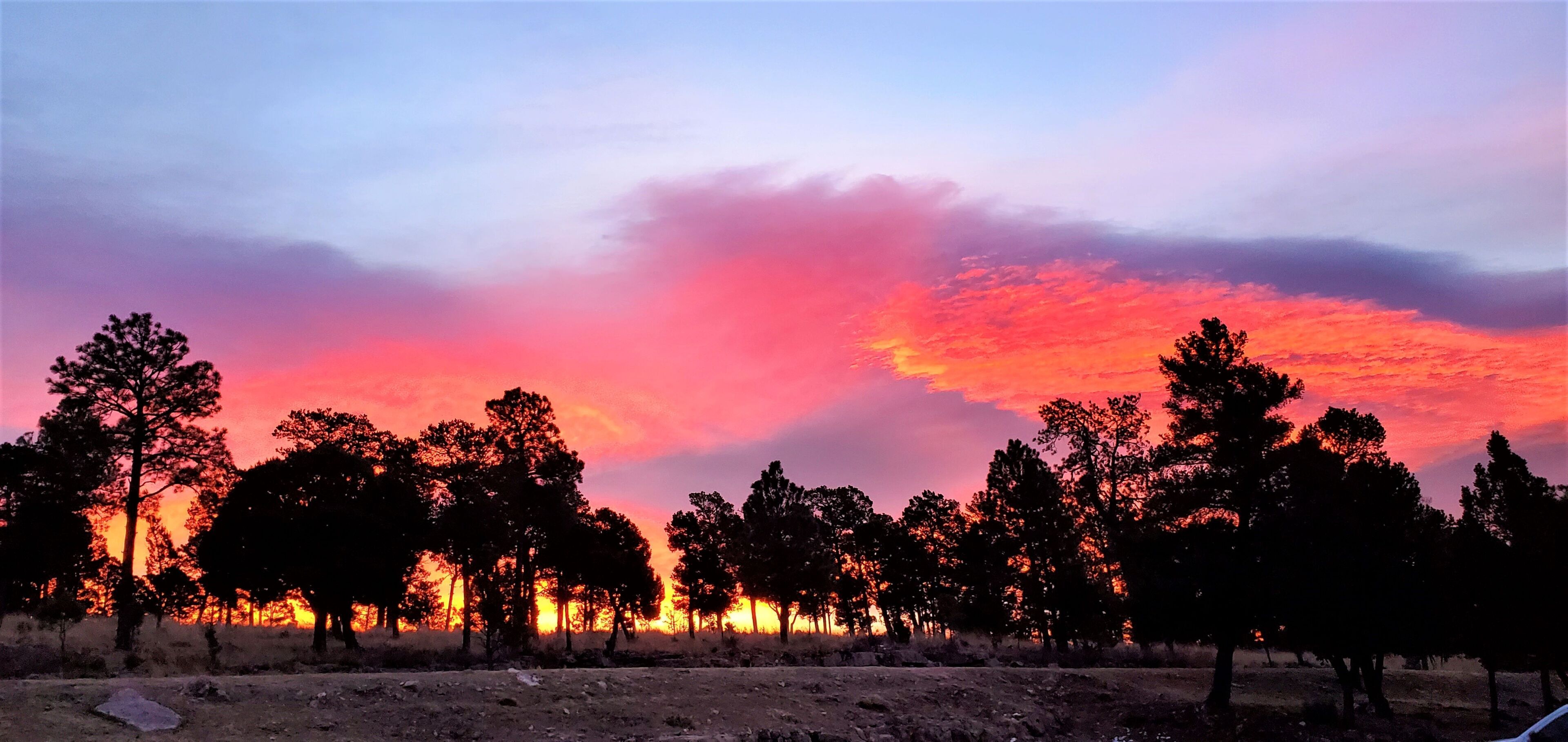 A landscape with trees silhouetted against a sunset sky.