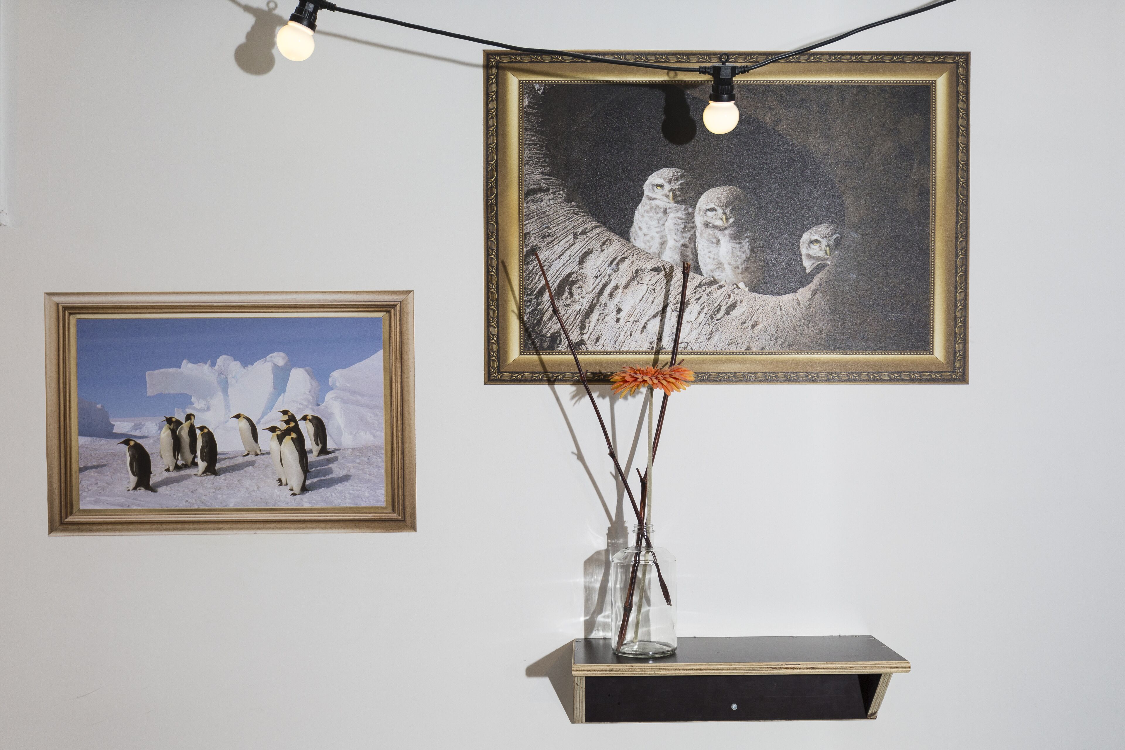 Two framed artworks on a wall, one depicting penguins and the other featuring owls.