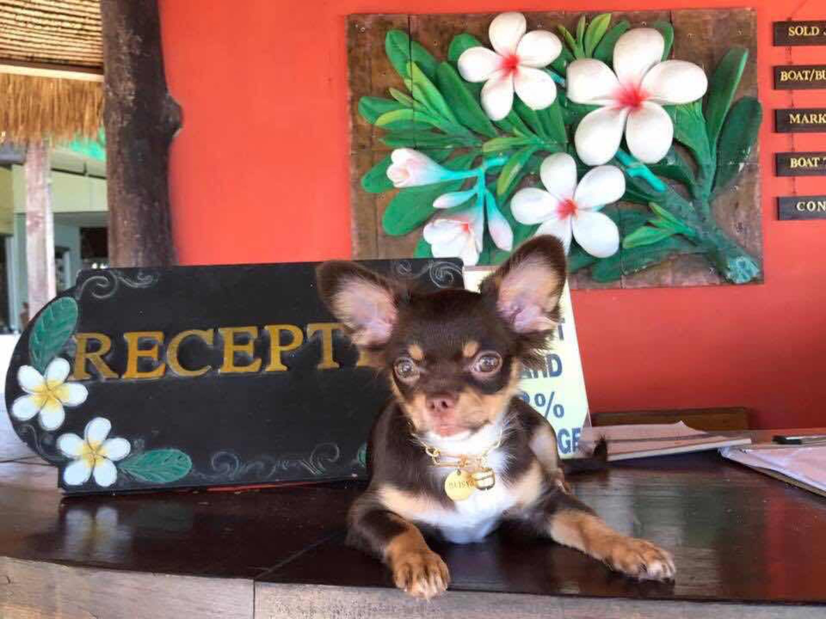 Foto - Bow Thong Beach Resort