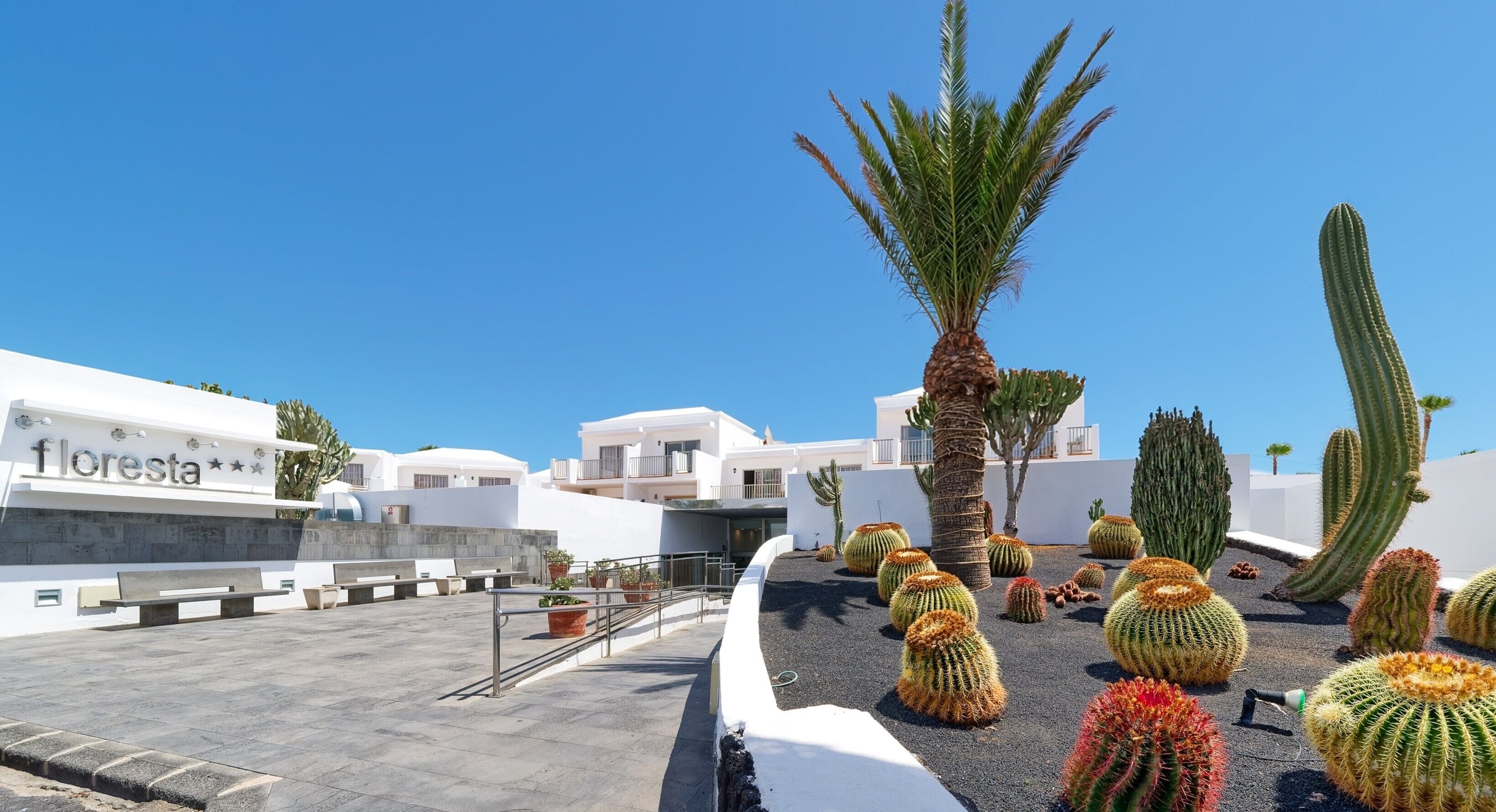 A rooftop garden with cacti and a palm tree, white buildings, and a sign reading 'floresta'.
