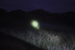 Une zone faiblement éclairée, où une lampe de poche illumine un cerf dans l’herbe.
