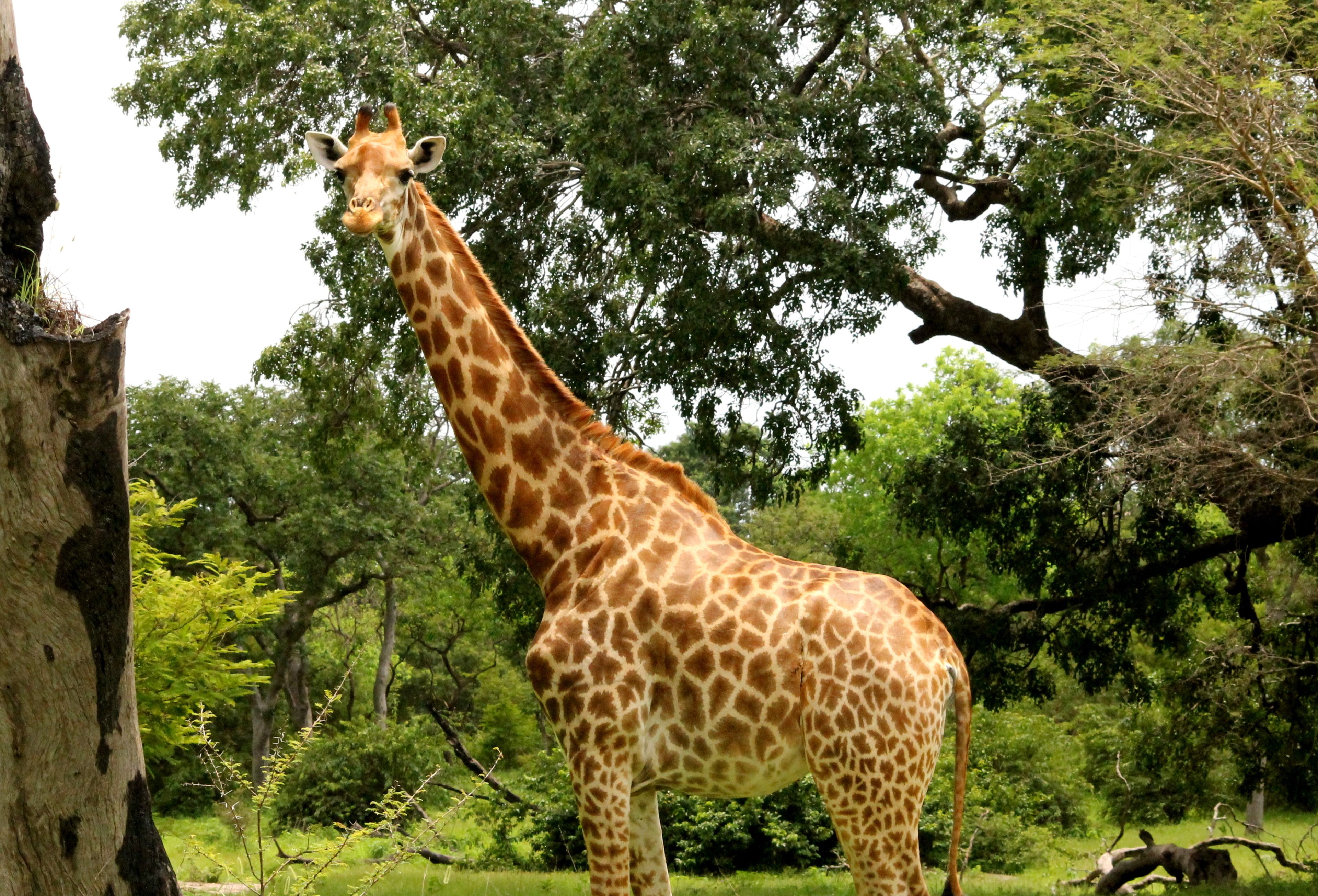 A giraffe standing in a natural setting with trees and greenery in the background.