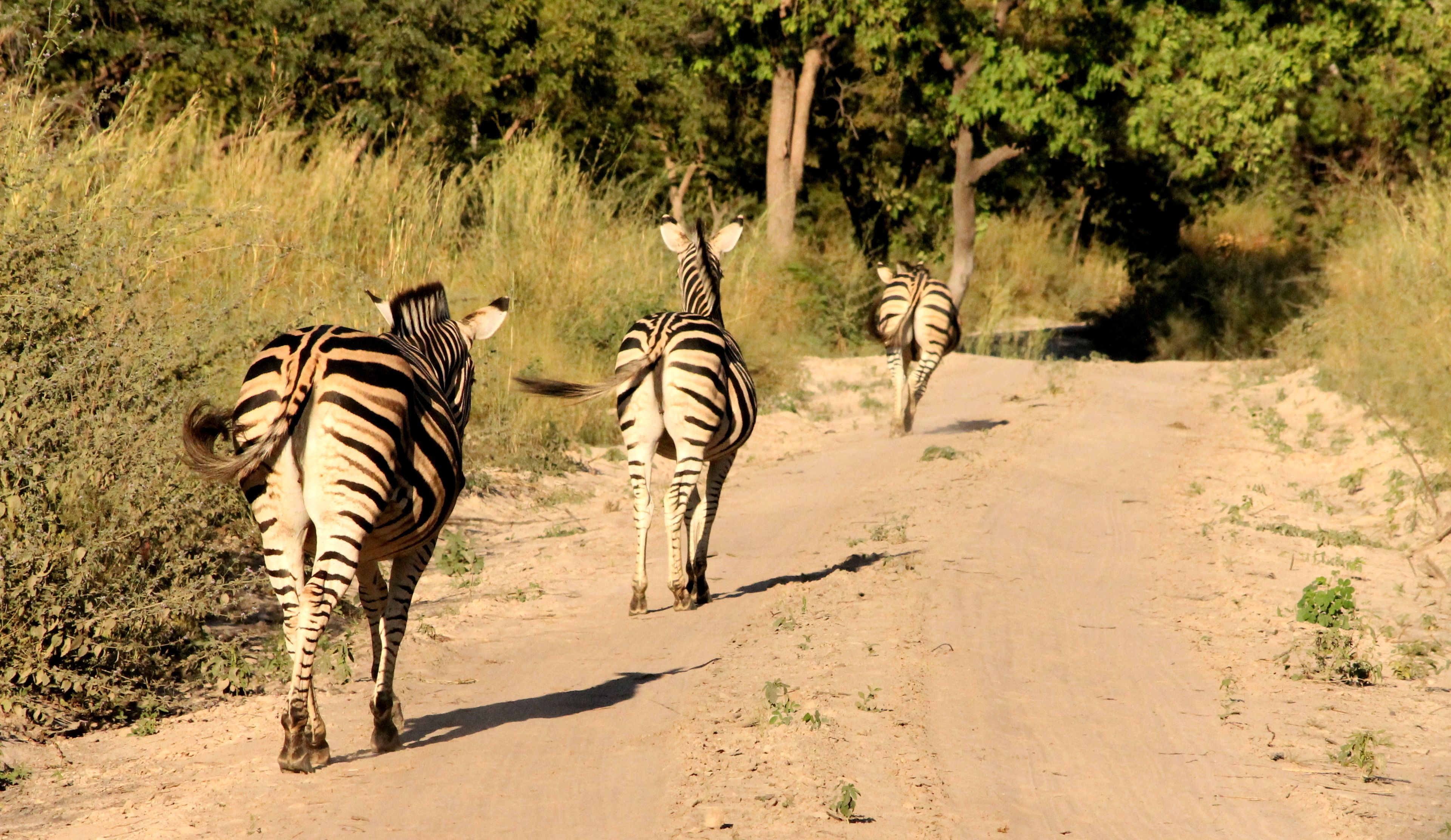 A dirt road with zebras walking away from the camera.
