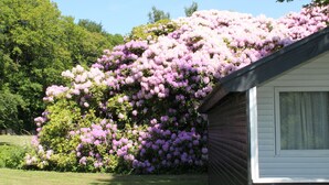 A house with a garden full of pink flowers. - Nordsjællands Feriepark & Camping (Alsgarde)