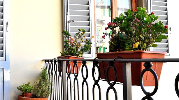Un balcon orné d’un pot de fleurs, une fenêtre avec des volets et une rambarde en métal.