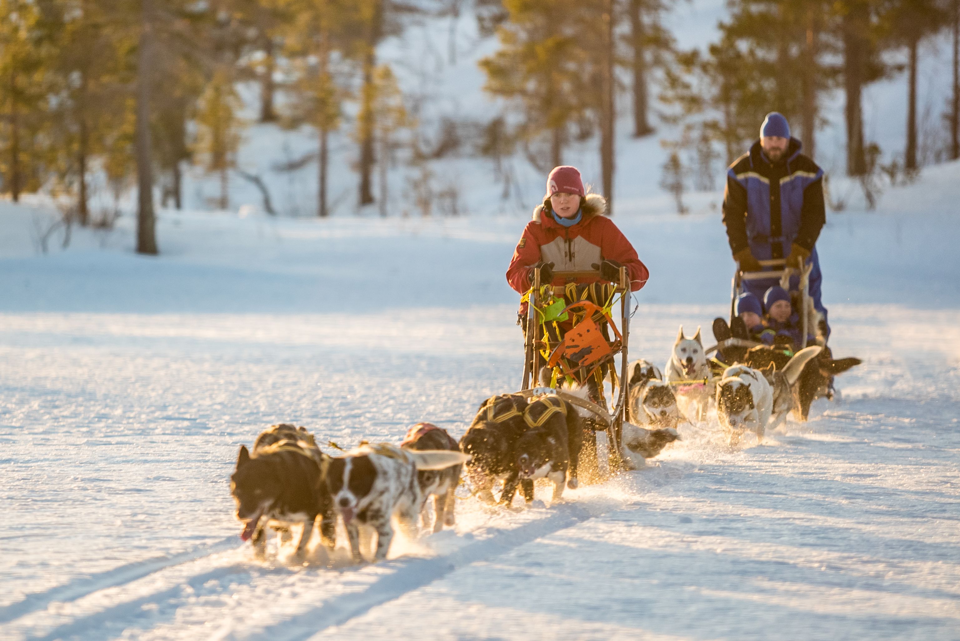 A person in a red jacket and hat pulling a sled with dogs in a snowy forest.