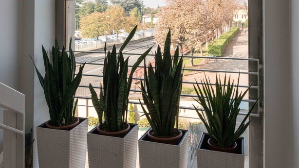 En balkon med fire krukker med planter og udsigt til en allé.
