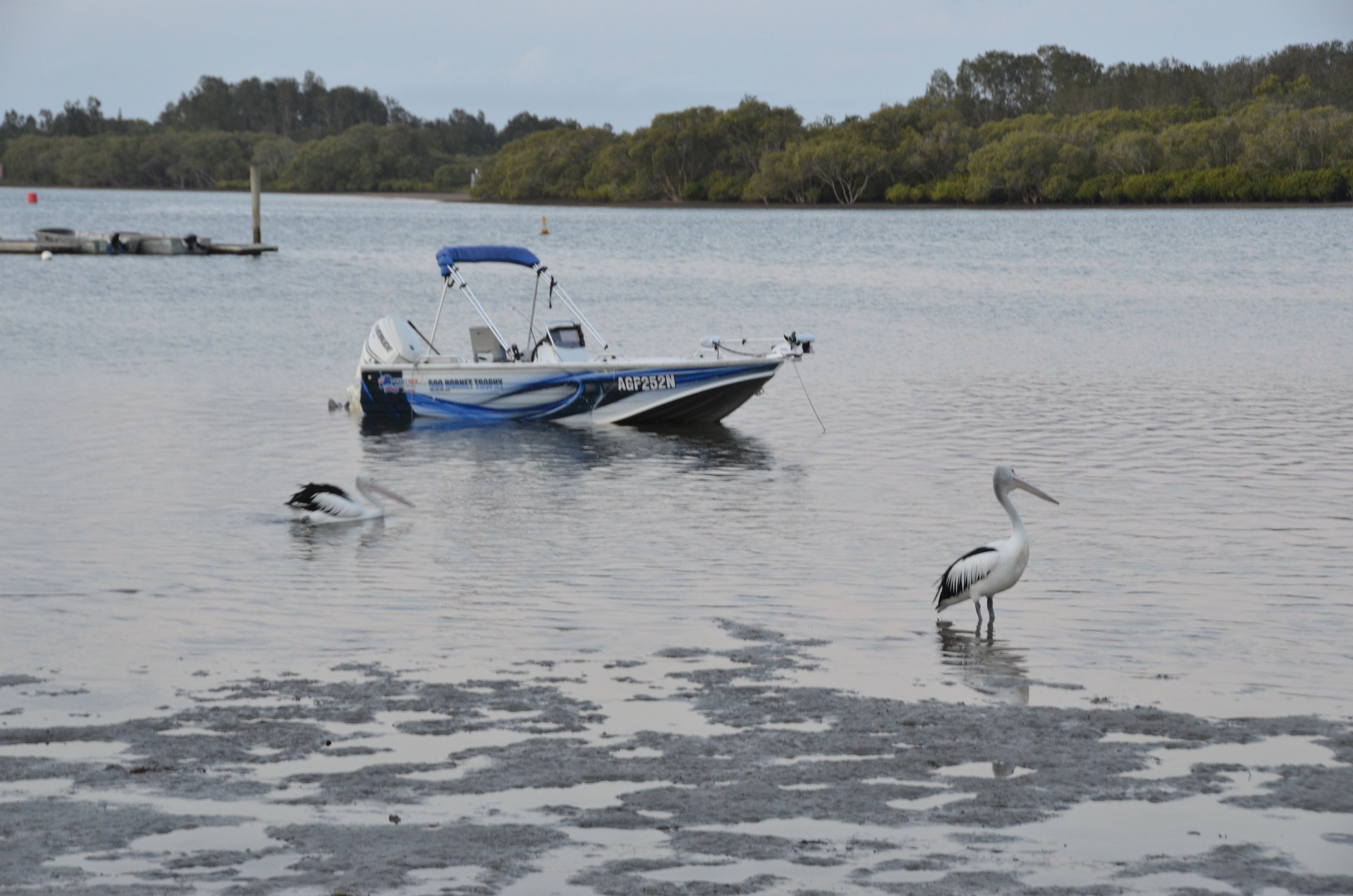 A boat docked near a shoreline with a bird standing on the wet sand.