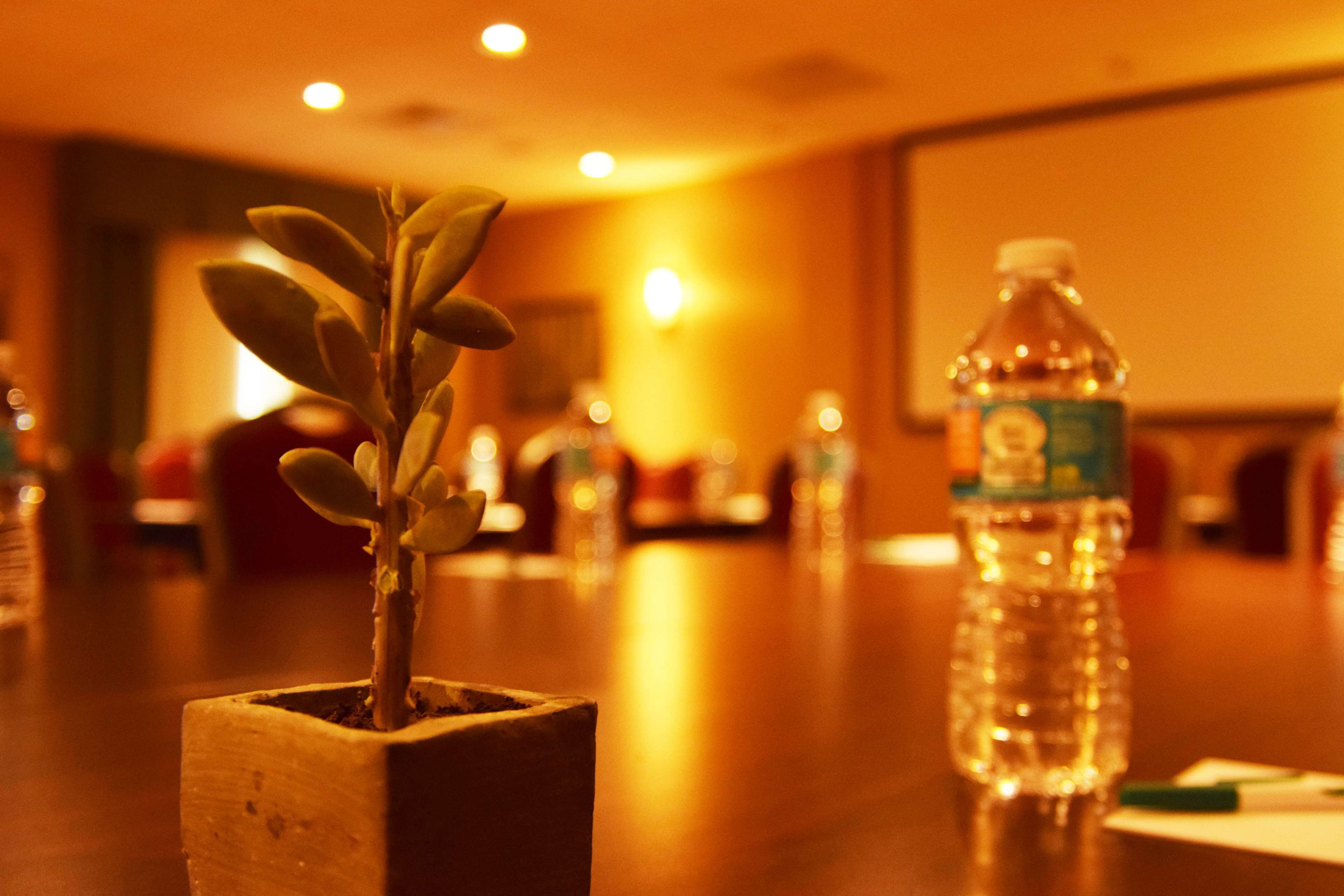 A potted plant on a table with a water bottle beside it.