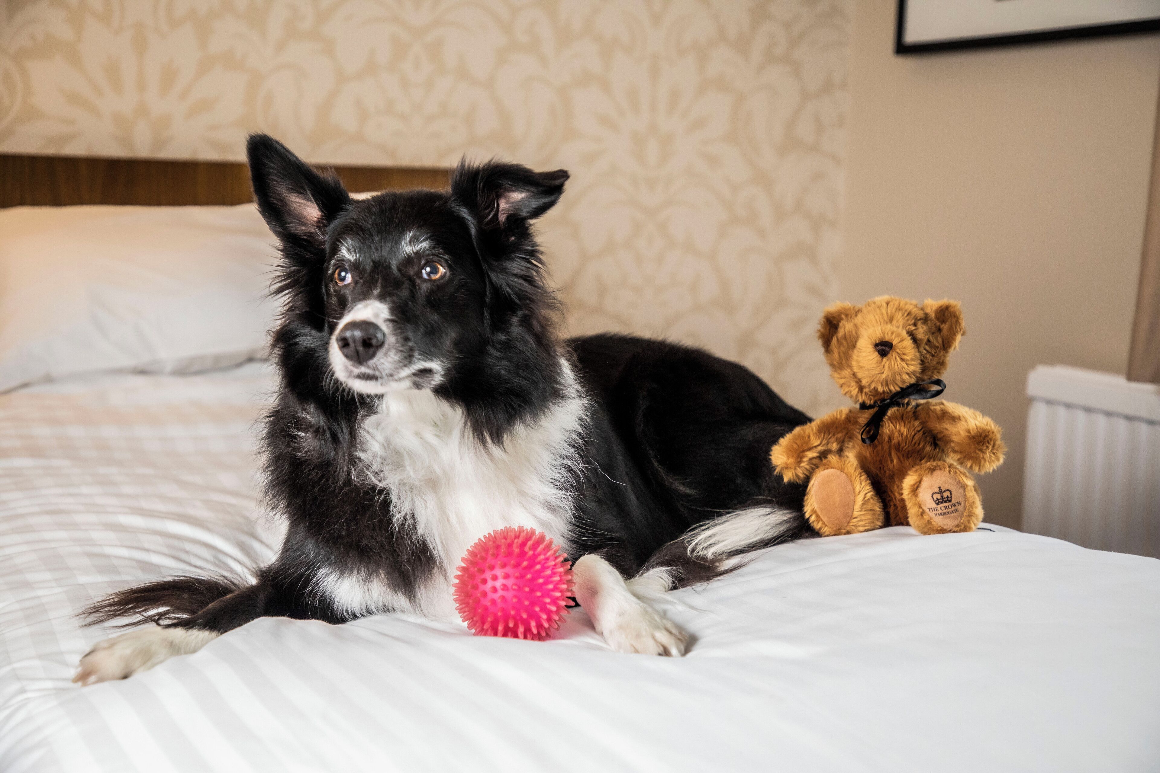 Een hond ligt op een bed met een knuffelbeer en een roze bal.