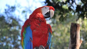 Un guacamayo rojo y azul posado en una rama.
