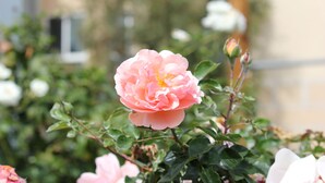 A rose bush with pink flowers and green leaves. - Colony Inn (North Hollywood)