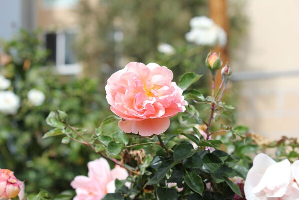 Un rosier aux fleurs roses et aux feuilles vertes.