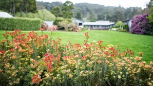 Un jardin où l’on peut admirer une grande variété de plantes à fleurs au premier plan.