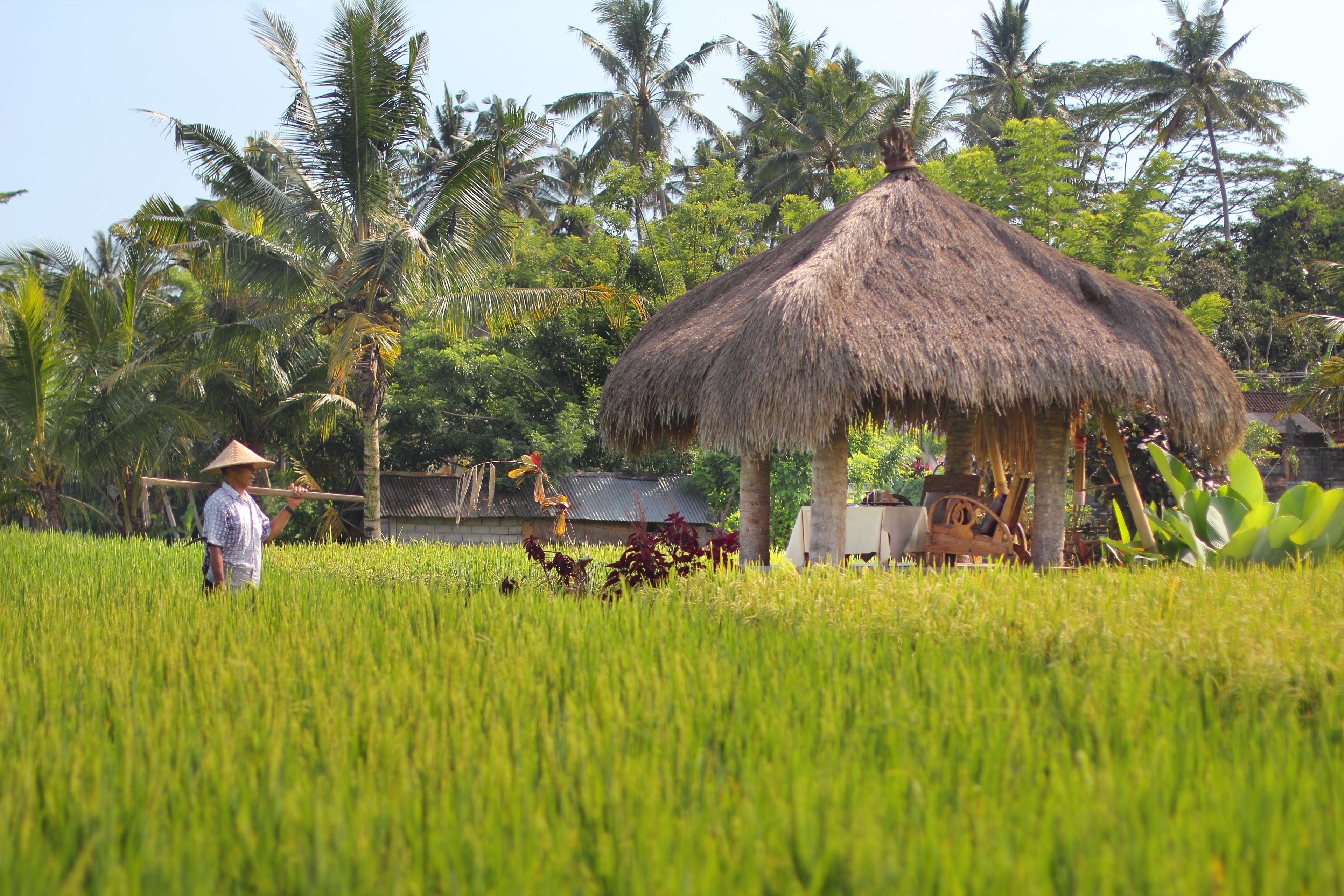 lunch and dinner served, indonesian cuisine