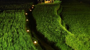 A thatched-roof hut in a lush green field at night, illuminated by a series of lights along a path. - MATHIS Retreat Ubud (Ubud)