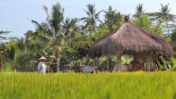 Lunch and dinner served, Indonesian cuisine