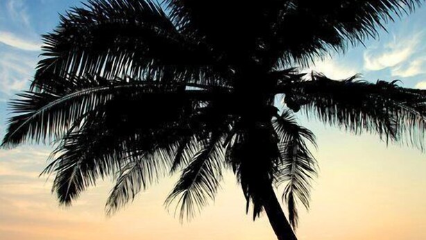 A palm tree silhouetted against a sunset over the ocean. - Time N Tide Beach Resort (Hikkaduwa)